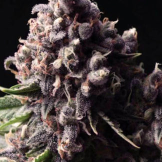 Critical Purple