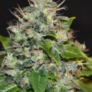 Magnum Auto