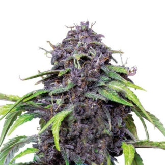 Purple CBD