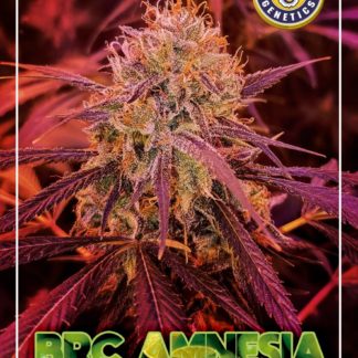 BRC Amnesia