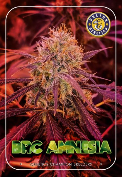 BRC Amnesia
