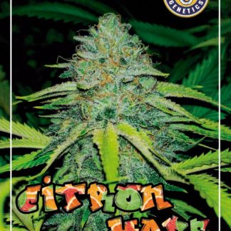 Citron Haze