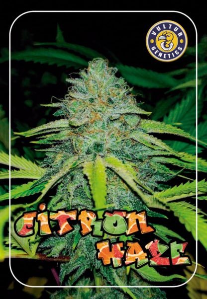 Citron Haze