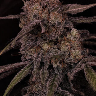 Critical Frux