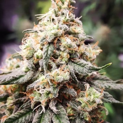 Painless CBD AUTO