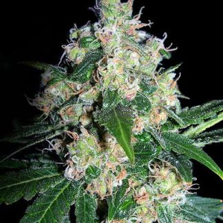 Velvet CBD