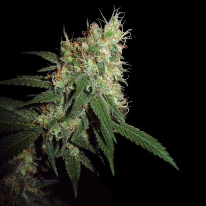 Skunk CBG - Imagen 3