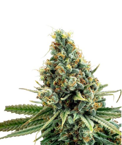 Amnesia Widow Auto - Imagen 2
