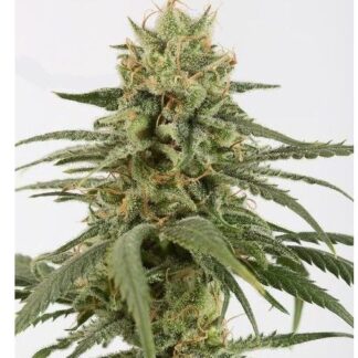Amnesia Widow