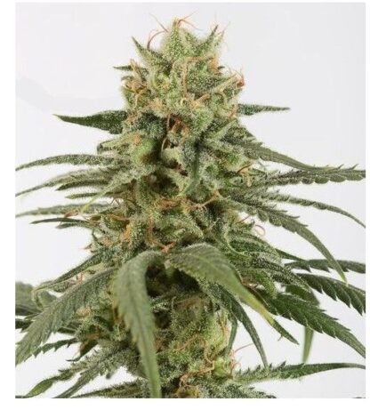 Amnesia Widow Auto