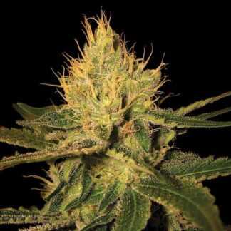 Cannalope X Skunk #1