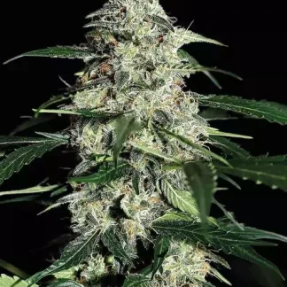 Skunk Kush Auto
