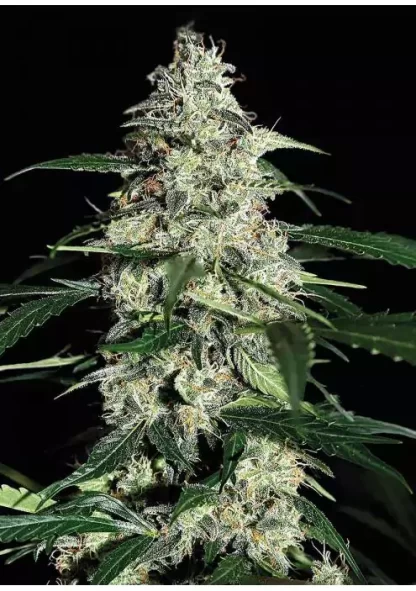 Skunk Kush Auto