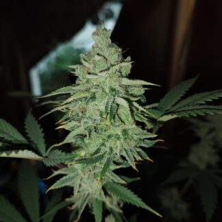 Dr. Berry Widow