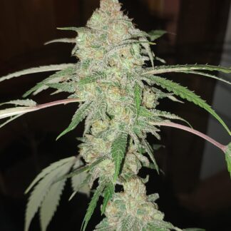Dr. Tangie