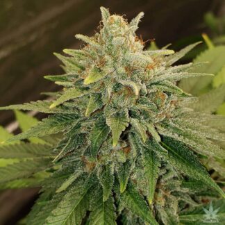 Cheese Auto