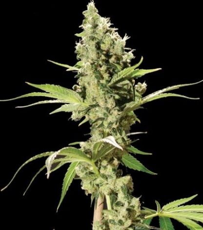 Sour Diesel Auto - Imagen 2