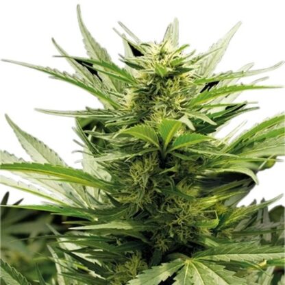 Sour Diesel Auto - Imagen 3