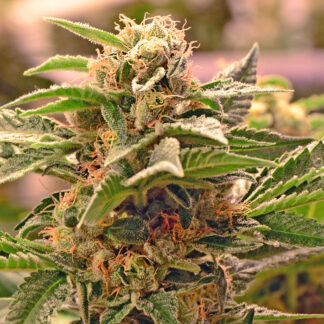 Sour Diesel Auto