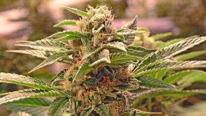 Sour Diesel Auto
