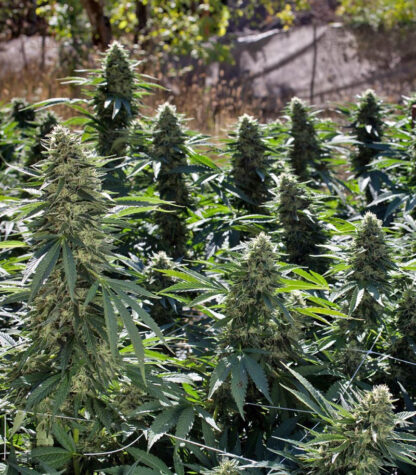 Sour Diesel Auto - Imagen 5