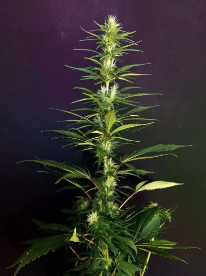 Beldia - Landrace Marroquí - Imagen 2