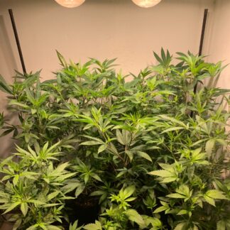 Chamber Lemon Berry