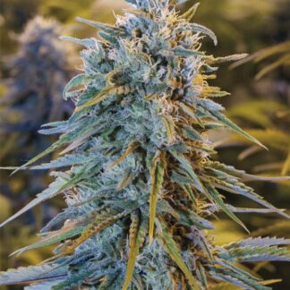 Blue Dream
