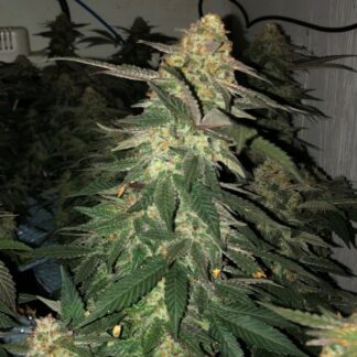 K Lope