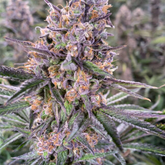 Zkittlez Auto