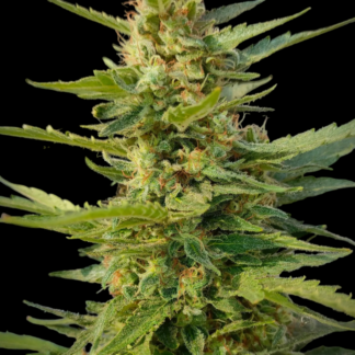Kaio Kush