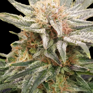 Medical Punch