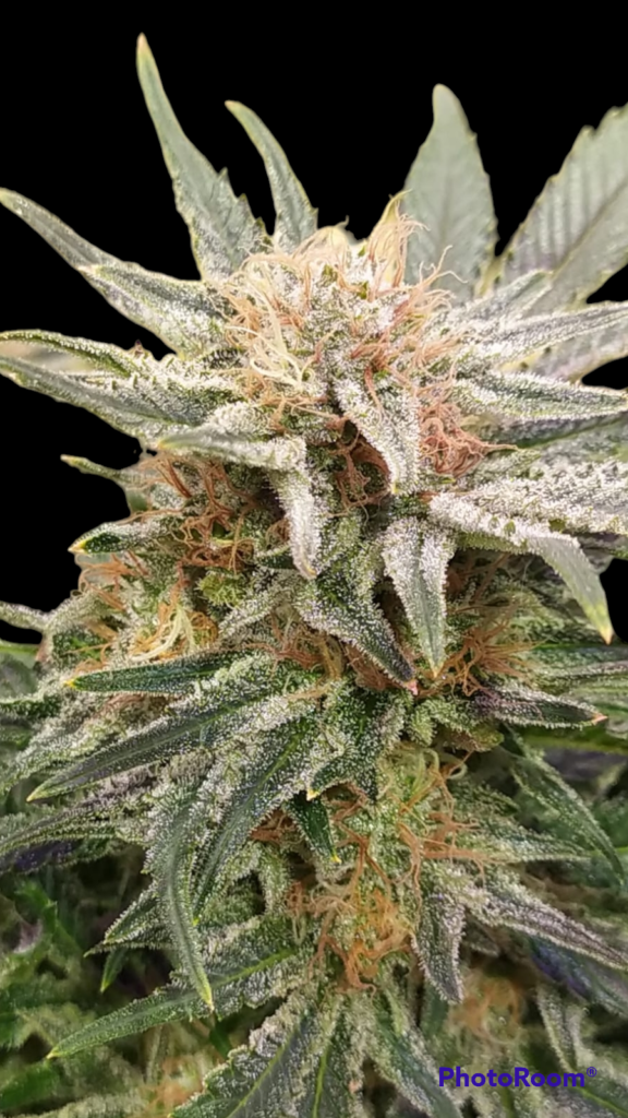 Medical Punch Anfibio Semillas