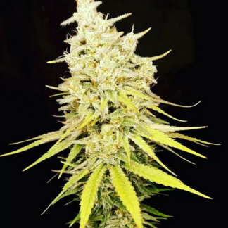 Natco Cumin Seeds - Semillas de marihuana (3.53 oz, 3 unidades)