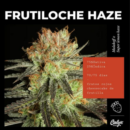 Frutiloche Haze - Imagen 2