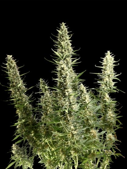 Gelato Caramel