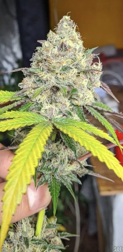 Acid Cream F1 Reg - Imagen 2