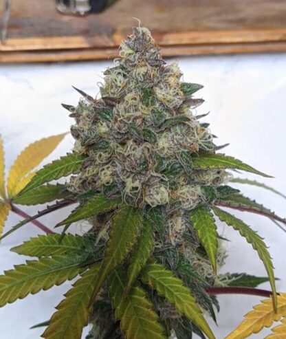 Acid Cream F1 Reg