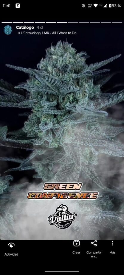 Green Confidence - Imagen 3