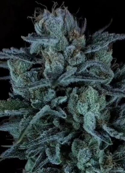 Vultur OG