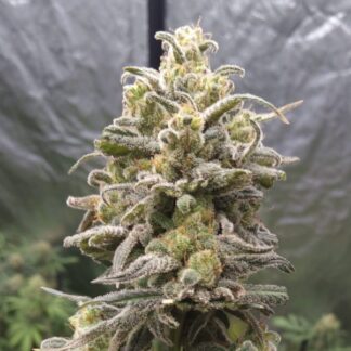 Sugar CBD