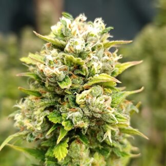 gelato kame seeds