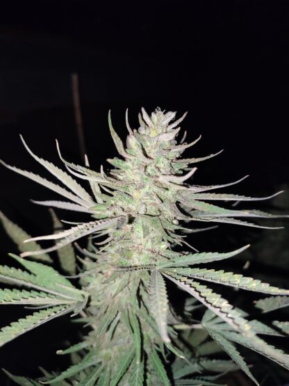 merkaba kush
