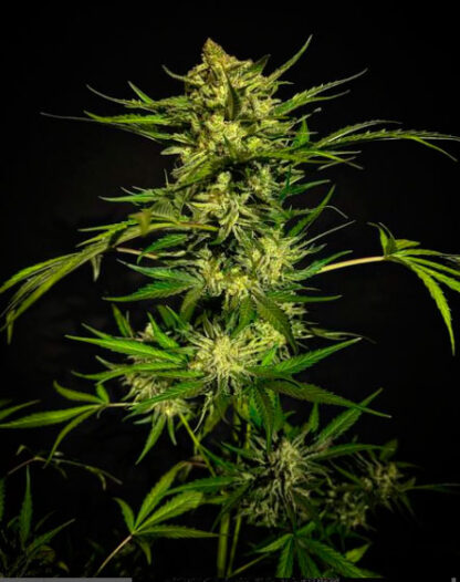 Diamond Heaven Fruits
