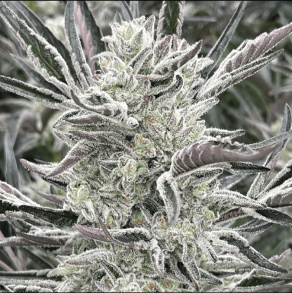Green Force SeedMix AUTOMÁTICO V2 - Imagen 3