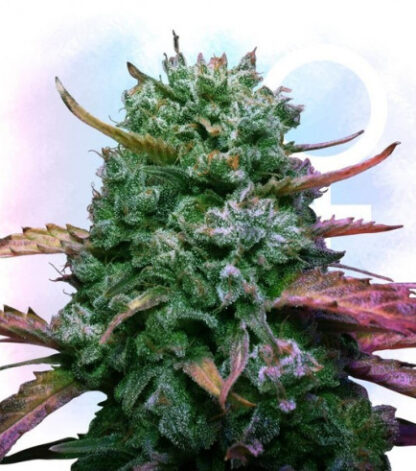 Green Force SeedMix AUTOMÁTICO V2 - Imagen 4