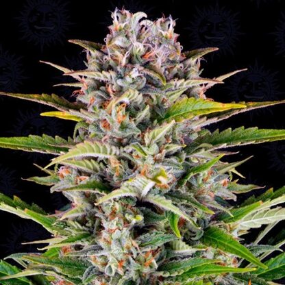 Green Force SeedMix AUTOMÁTICO V2 - Imagen 6