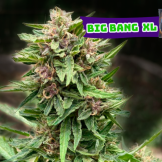 Big Bang XL