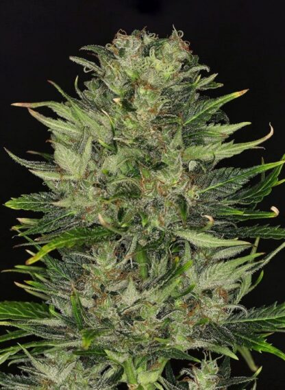 Dosidos Auto