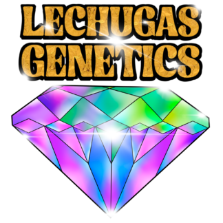 Lechuga Genetics